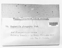 Image of Septoriella phragmitis